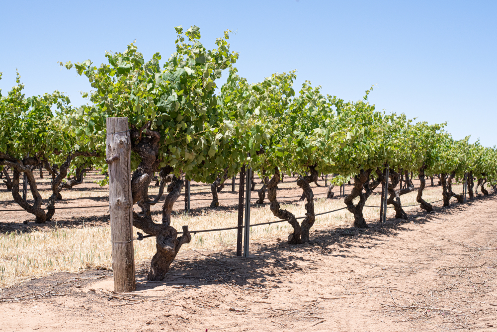 Vědci testují druh hnojiva, který má pomoci vinařům překonat sucho