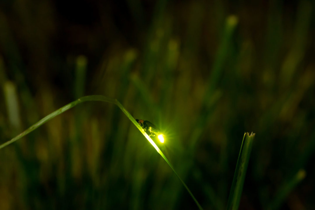 Světlušky podle vědců začaly před mnoha miliony let svítit kvůli námluvám