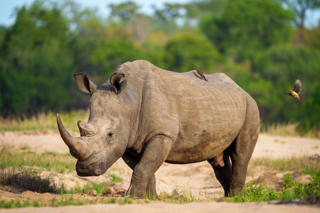 Nosorožcům se v uplynulém století zkrátily rohy, patrně kvůli pytlákům