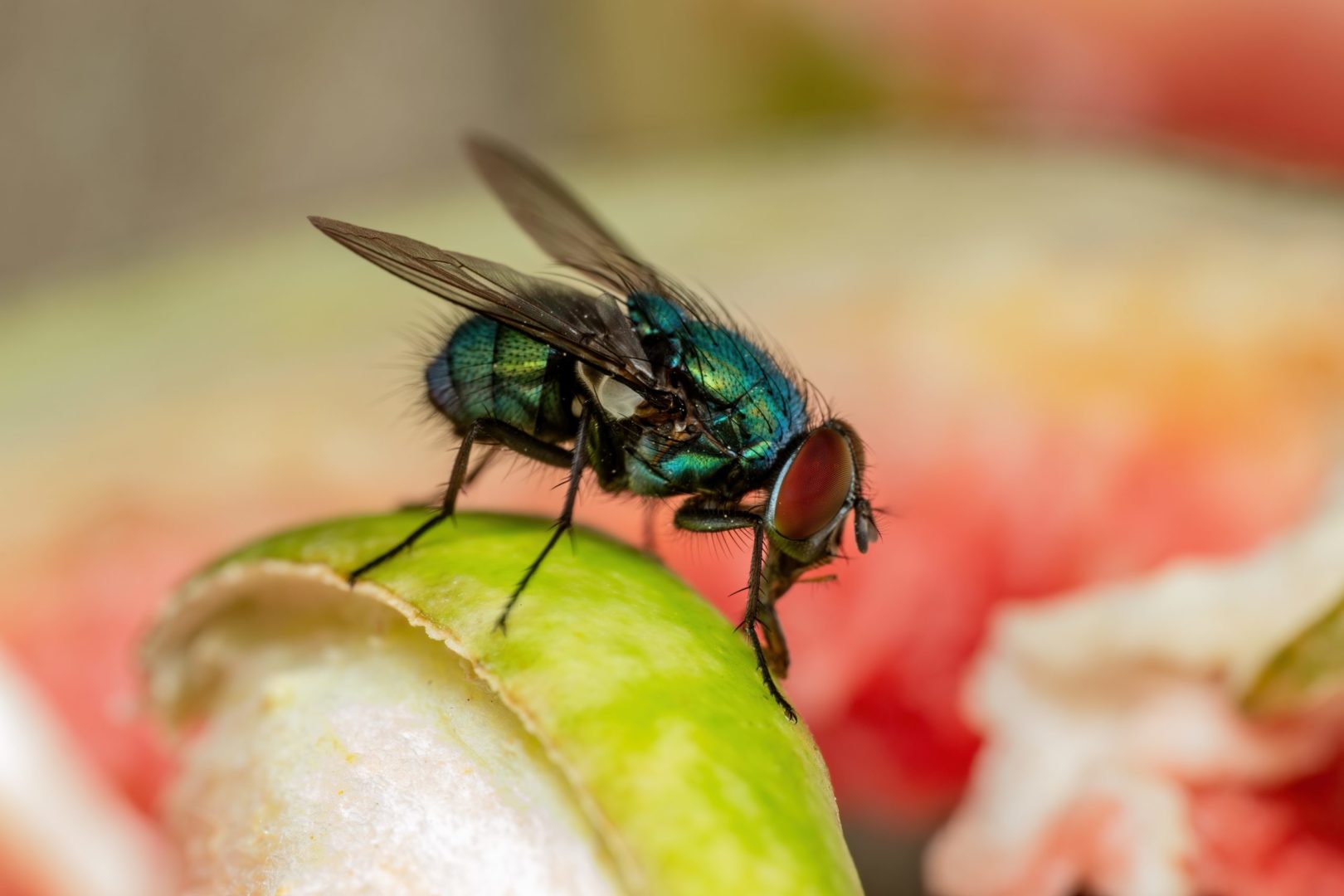 Mrtvé mouchy se patrně dají využít k výrobě biologicky rozložitelného plastu