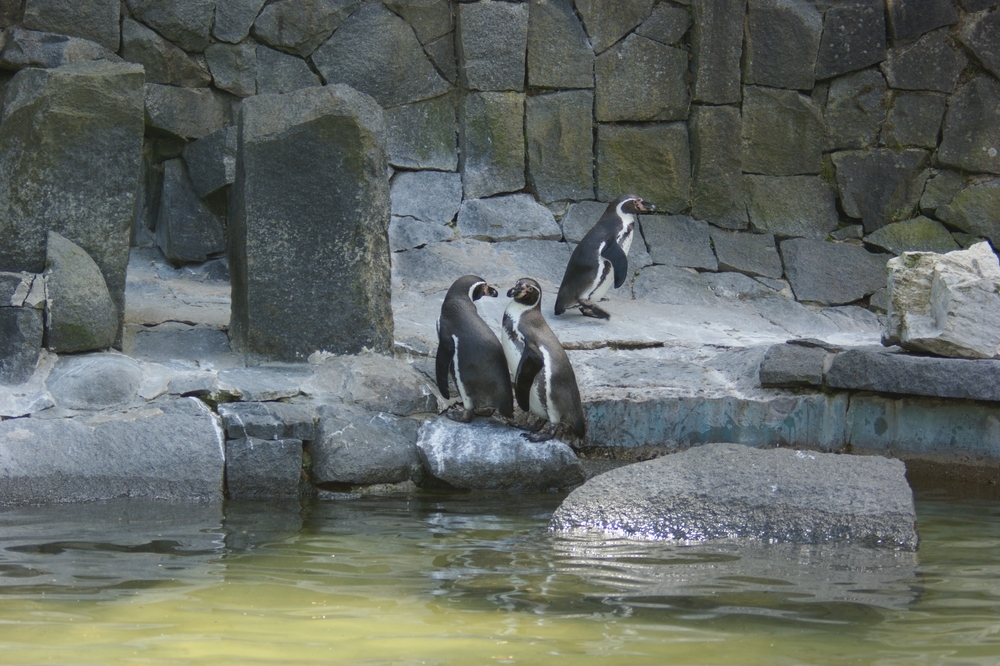 Projekt univerzity by měl liberecké zoo snížit spotřebu vody na polovinu