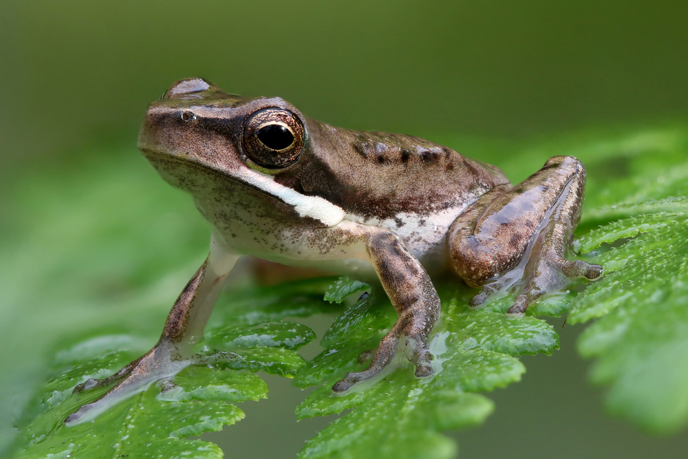 Samičky žab někdy předstírají smrt, aby se vyhnuly páření, zjistili vědci