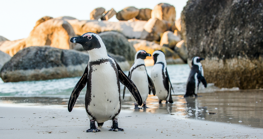 Vědci potvrdili první nález viru ptačí chřipky u Antarktidy, bojí se o tučňáky