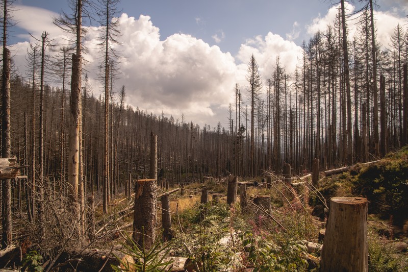Kůrovec zásadně mění naše lesy. Důležitá bude odborně vedená obnova