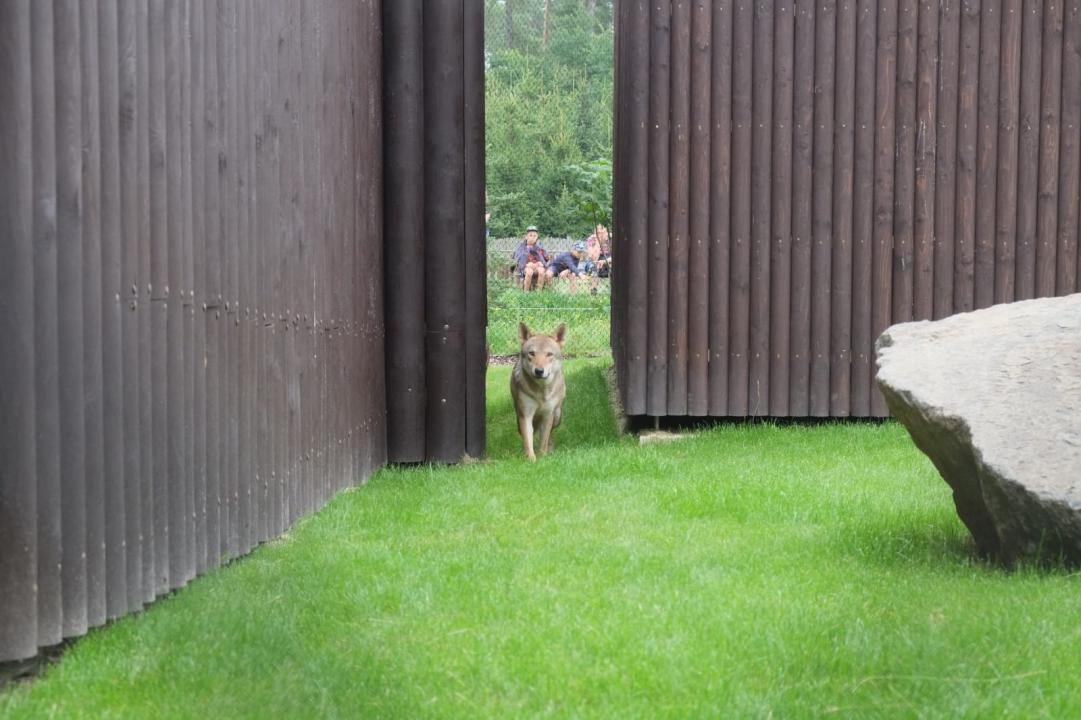 Zanedbávaní vlci z nelegálního chovu mají nový domov v ZOO Tábor