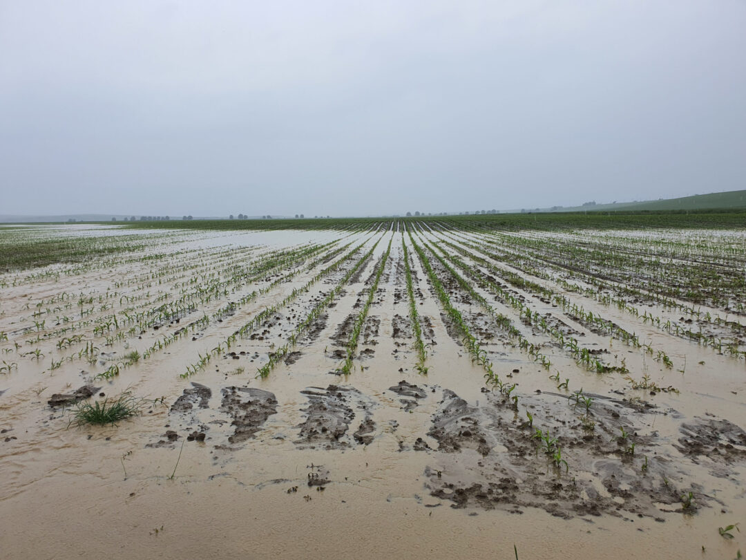 Zemědělci sčítají škody, bouřky sklidily úrodu za stovky milionů